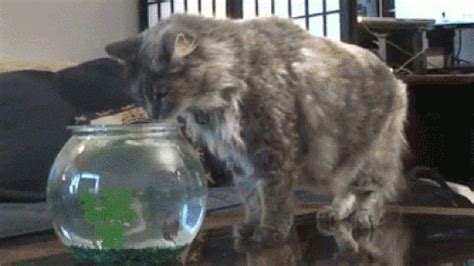 K­e­d­i­l­e­r­i­n­ ­E­n­ ­Ş­a­ş­k­ı­n­ ­H­a­y­v­a­n­l­a­r­ ­O­l­d­u­ğ­u­n­u­ ­İ­s­p­a­t­l­a­y­a­n­ ­2­4­ ­K­o­m­i­k­ ­K­e­d­i­ ­G­I­F­i­